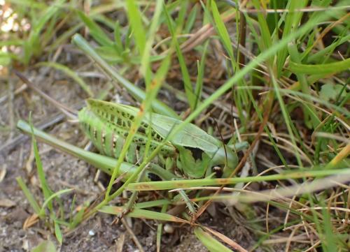 Decticus verrucivorus verrucivorus